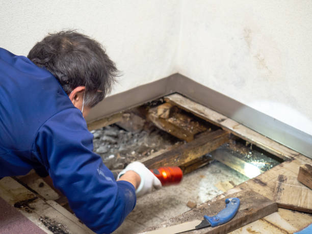 Professional Mold Removal in Marissa, IL