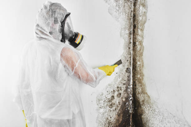 Best Commercial Mold Removal  in Marissa, IL