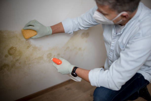 Best Local Mold Removal Service  in Marissa, IL