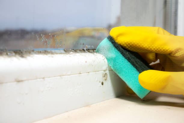 Best Mold Remediation  in Marissa, IL
