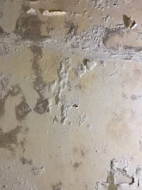 Best Water Damage Restoration  in Marissa, IL