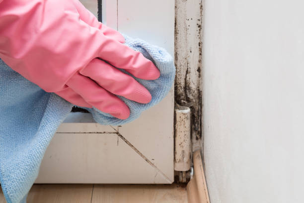 Best Certified Mold Removal  in Marissa, IL