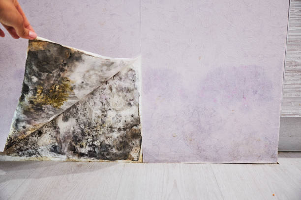 Best Mold Cleaning Services  in Marissa, IL